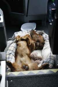 Dackel im Hundekörbchen, auf dem Rücken liegend